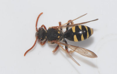 Nomada marshamella ( Majgkbi )