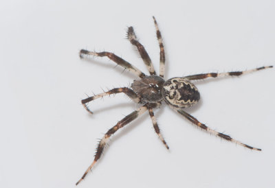 Mosse obbhult Halland 23.7 adult male
