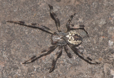 Mosse obbhult Halland 23.7 adult male