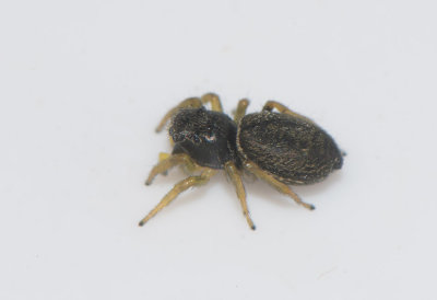 Mellbystrand Halland 22.5-17 adult female