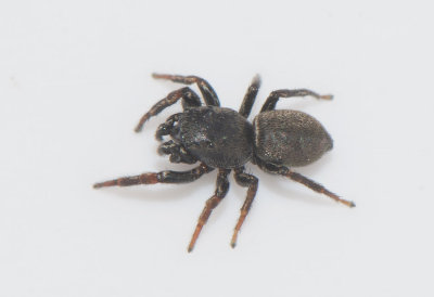 Risarp Halland 13.6-17 adult male