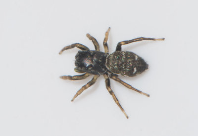 Ljungryda Blekinge 11.7-17 adult female