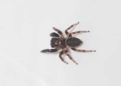 Smårismossen Halland 23.8-17 Adult male