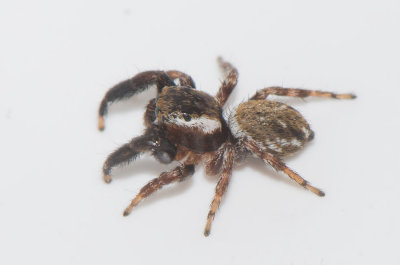 Smårismossen Halland 23.8-17 Adult male