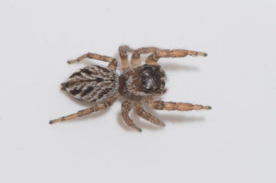 Smårismossen Halland 23.8-17 Adult female
