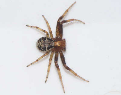 Hge s land 24.5-17 adult male