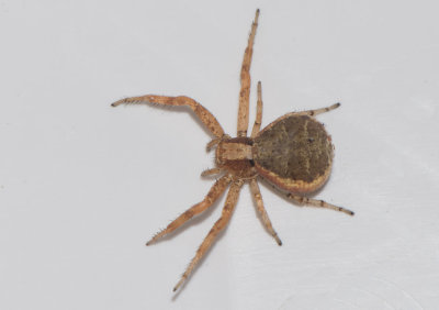 Ruda Smland 19.6-17 adult female