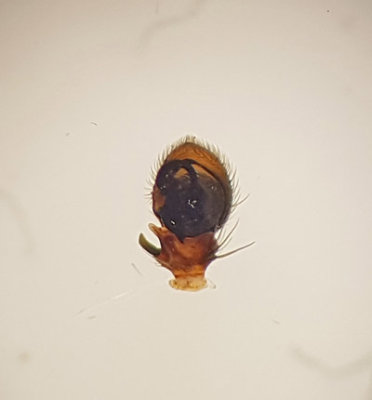 kulla Halland 7.5-17 palp adult male