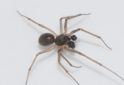 Bathyphantes approximatus ( Krrmattvvare )