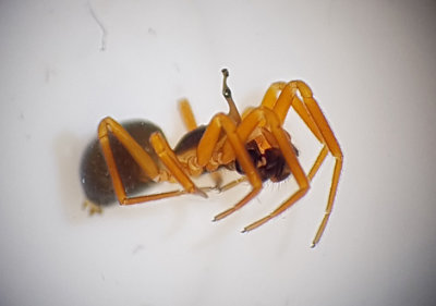 Fogeldammen Halland 3.12-17 adult male