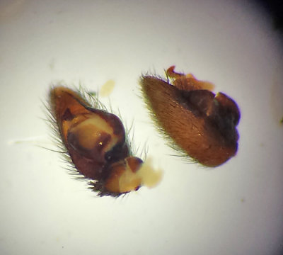 Sbytorp Vstmanland 31.5-16 palp adult male
