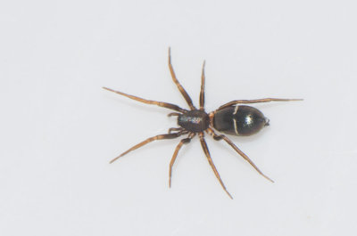 Mosse Angryd Halland 6.5-17 adult female