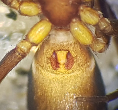 Mosse Angryd Halland 6.5-17 adult female