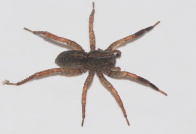 Trochosa terricola ( Skogsbjrnspindel )
