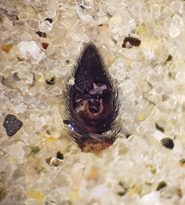 Fjrs Halland 18.4-17 palp adult male