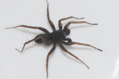 Subbe Halland 26.5-17 adult male
