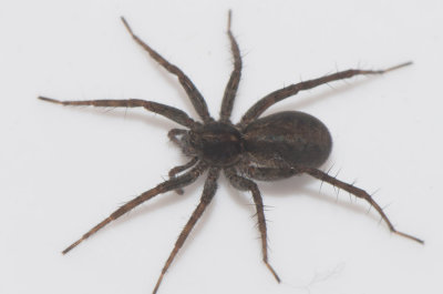 Subbe Halland 26.5-17 adult female