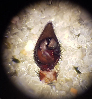 Apelviken Halland 12.5-17 palp adult male