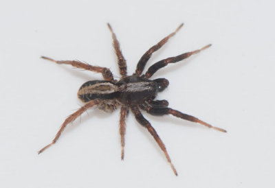 Alopecosa pulverulenta ( ngsvargspindel )
