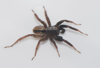 Norra signalen Vstmanland 18.5-17 palp adult male