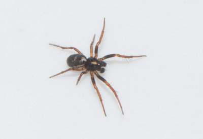 Smrismossen Halland 9.5-17 adult male