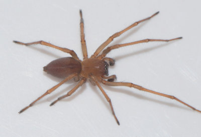 Eutichuridae ( Sporrspindlar )