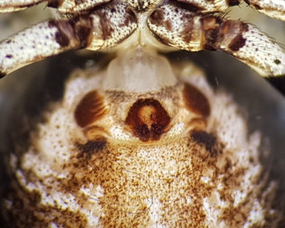 Xysticus sabulosus ( Sandkrabbspindel )