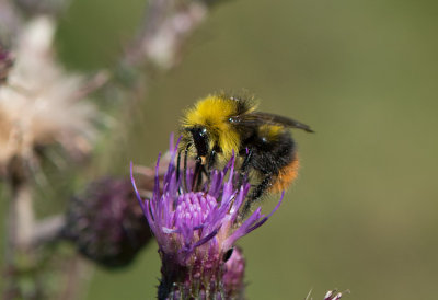 Hyltan Halland 15.7-17 male