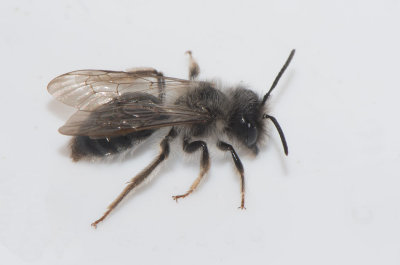 Andrena vaga ( Slgsandbi )