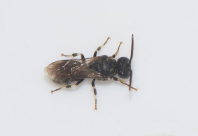 Hylaeus communis ( Grdscitronbi )