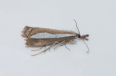 Catoptria margaritella ( Prlgrsmott )