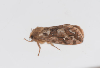 Korscheltellus fusconebulosus ( Ormbunksrotfjril )