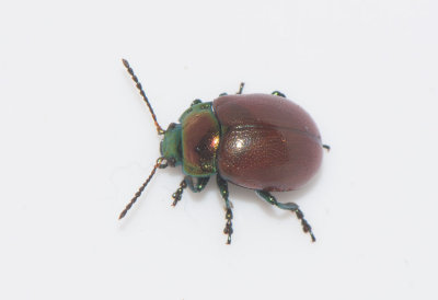 Chrysolina polita ( Vattenmyntebagge )