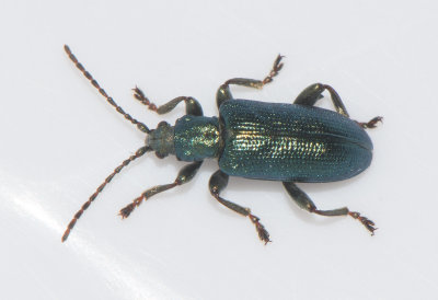 Plateumaris sericea ( Krrjuvelbock )