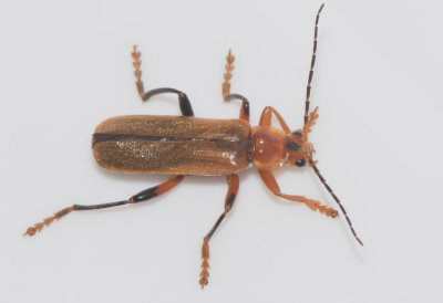 Cantharis livida
