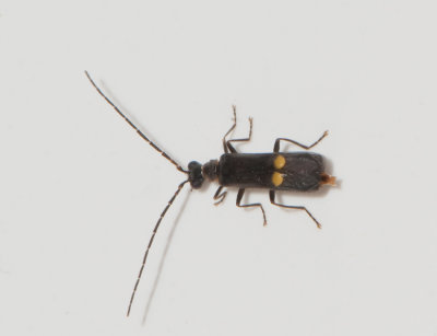 Malthodes sp