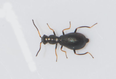 Charopus flavipes