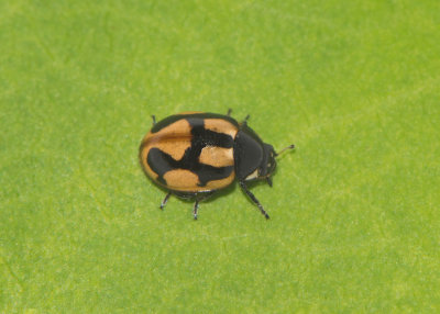 Coccinella hieroglyphica ( Hieroglyfnyckelpiga )