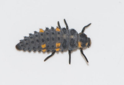 Sjuprickig nyckelpiga ( Coccinella septempunctata )