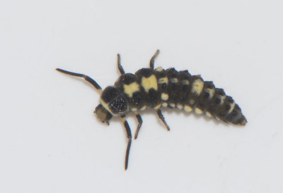 Schackbrdspiga ( Propylea quatuordecimpunctata )