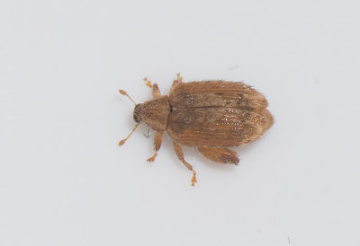 Trofta Blekinge 10.7-17cus.jpg