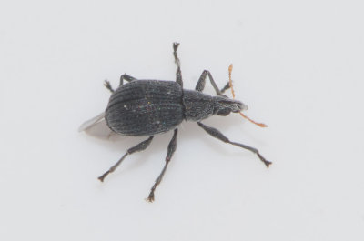 Oxystoma craccae ( Pssetsvivel )