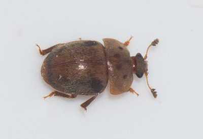 Cychramus variegatus