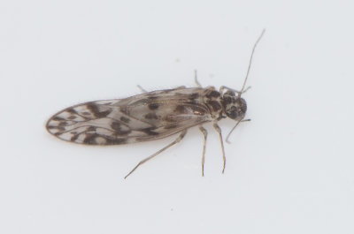 Philotarsus picicornis ( Randig gluggmrkeslnda )