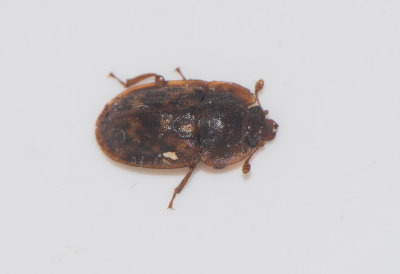 Soronia grisea  4,5 mm