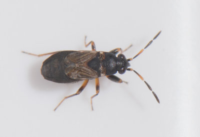 Ischnocoris angustulus