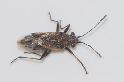 Nysius helveticus