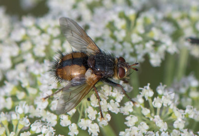 Tachina fera