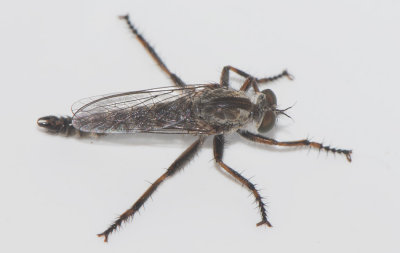 Tolmerus atricapillus