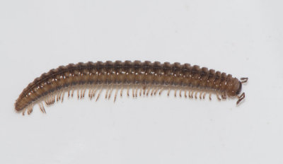 Craspedosoma rawlinsi ( Knlfoting )